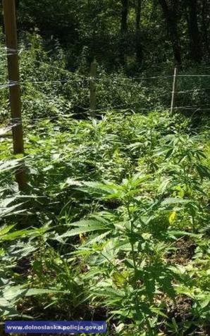Zlikwidowana plantacja konopi indyjskich, z której można było uzyskać narkotyki warte ok. 130 tys. złotych